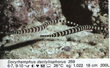 Doryrhampus dactyliophorus